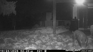 pig (feral), wild boar at large