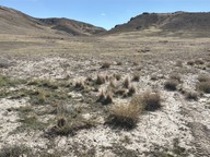 squarrose knapweed